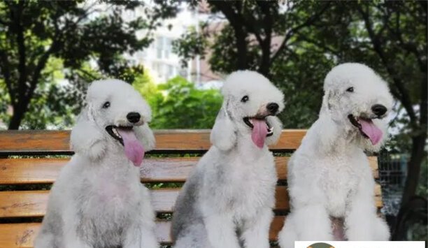 贝灵顿梗是烈性犬吗-贝灵顿梗和贝林登梗有什么区别