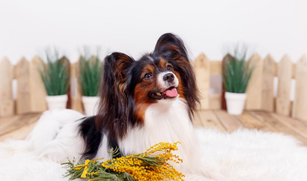 要不要养蝴蝶犬，看完这几点再决定