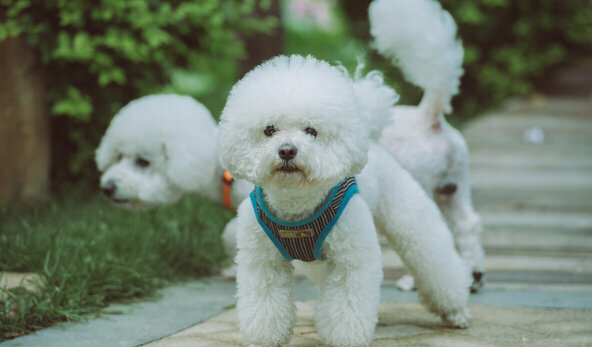 最厉害的小型护卫犬