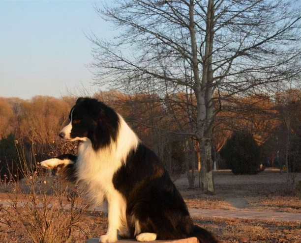边牧犬如何训练-边牧零基础驯养方法