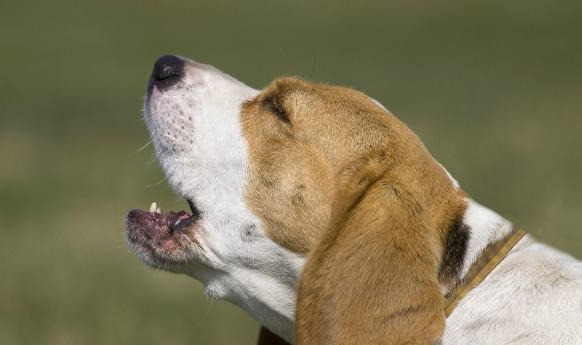 如何分辨是不是犬窝咳-小狗犬窝咳怎么办急 如何分辨是不是犬窝咳-小狗犬窝咳怎么办急