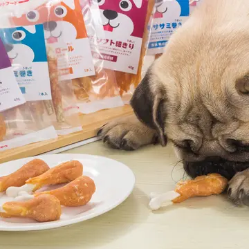 怎样训练蝴蝶犬 怎样训练蝴蝶犬