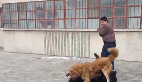高加索犬与藏獒打架-高加索犬跟藏獒那个厉害