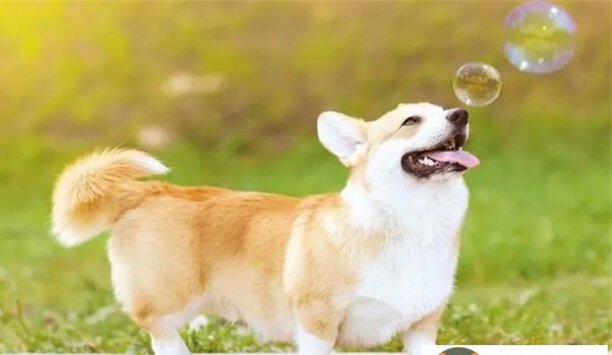 柯基犬是烈性犬吗-柯基犬好养吗为啥它有时候流泪