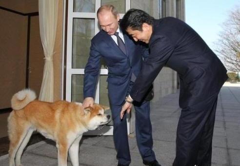 秋田犬和柴犬的区别在哪-如何区分柴犬与秋田犬
