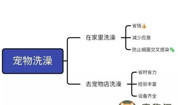 宠物店猫咪洗澡一般要多少-哈尔滨宠物店给猫洗澡多少钱