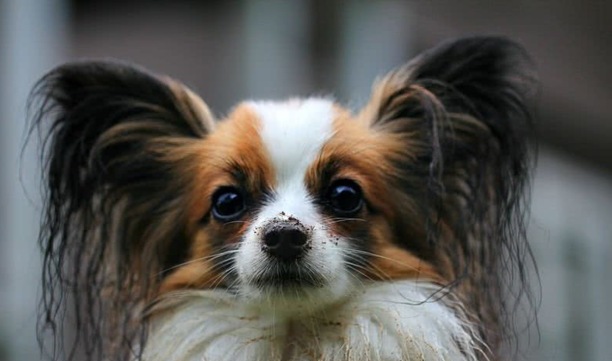 那种狗狗智商高好训练-马犬的忠诚有多可怕 那种狗狗智商高好训练-马犬的忠诚有多可怕