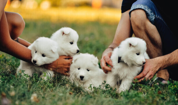 萨摩耶犬幼犬训练方法-养萨摩最佳方法 萨摩耶犬幼犬训练方法-养萨摩最佳方法