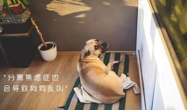 小狗为什么一直叫个不停-怎么让狗叫出声