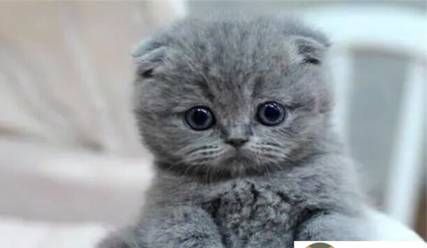 英短蓝猫多少钱一只幼崽-英短蓝猫怎么看品相