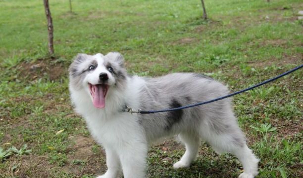 边境牧羊犬好养吗