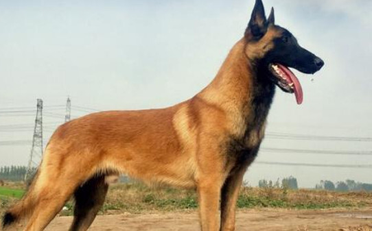 成年马犬冬天在室外怕冷吗