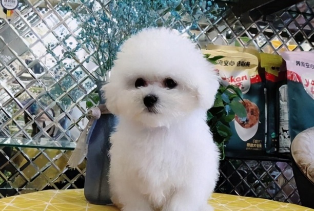 比熊多少钱一只-比熊犬的价格区间 比熊多少钱一只-比熊犬的价格区间