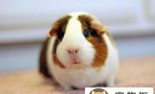 荷兰猪的叫声代表什么-荷兰猪的叫声都是什么含义如何分辨