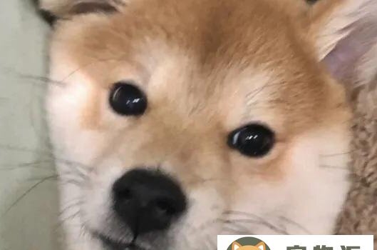 正宗日本柴犬价格-纯种柴犬的价格是多少钱一只