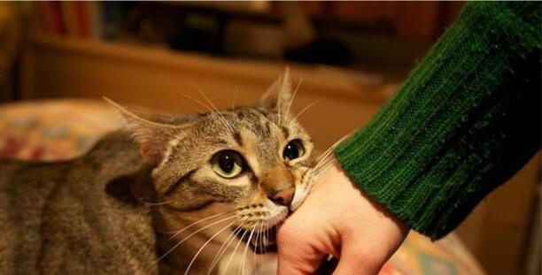 猫咪轻轻咬你代表什么-别人让你咬咬牙坚持一下该如何客套 猫咪轻轻咬你代表什么-别人让你咬咬牙坚持一下该如何客套