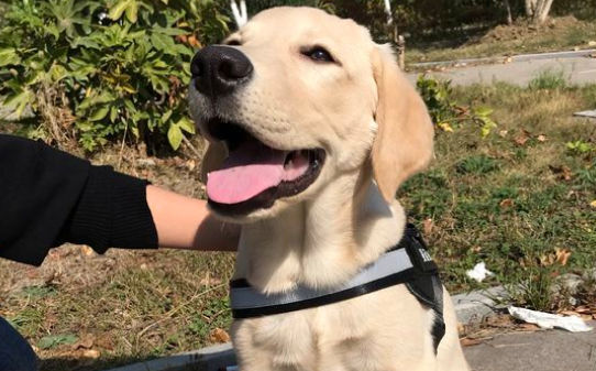 世界十大名犬的排名