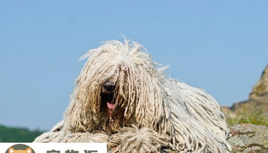 匈牙利牧羊犬价格是多少钱-拖把犬是什么品种 匈牙利牧羊犬价格是多少钱-拖把犬是什么品种