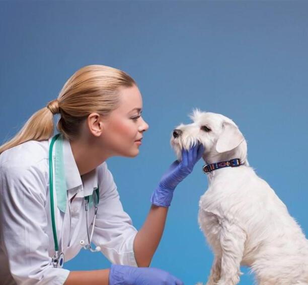 如何分辨是不是犬窝咳-小狗犬窝咳怎么办急 如何分辨是不是犬窝咳-小狗犬窝咳怎么办急