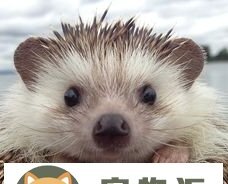 刺猬新手入门必知 刺猬新手入门必知