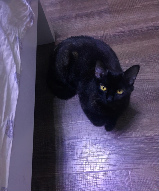 纯黑的猫一般人养不了-黑色的猫是什么品种 纯黑的猫一般人养不了-黑色的猫是什么品种