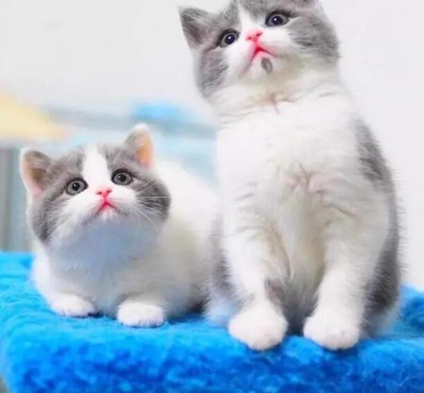 汤姆是什么品种的猫-tom猫是什么猫