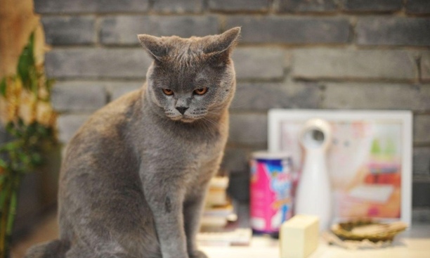 英短蓝猫多少钱一只幼崽-英短蓝猫怎么看品相