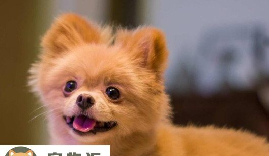 哈多利系博美犬多少钱一只-三个月大的博美犬多少钱一只