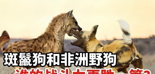 野狗和鬣狗谁厉害-野狗和鬣狗区别到底多大