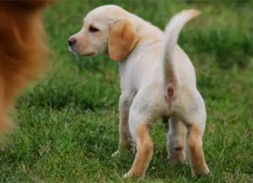 怎样训练蝴蝶犬 怎样训练蝴蝶犬