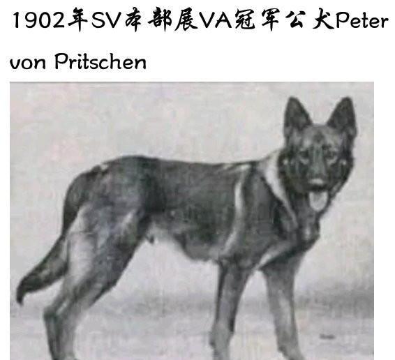 平背德牧和弓背德牧哪个体型大-弓背德牧怎么培育出来的