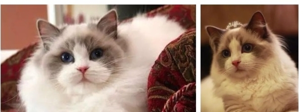 世界十大最贵的猫-宠物猫10大排名