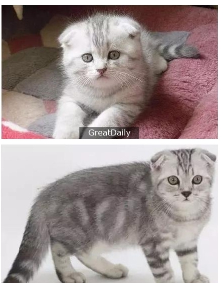 世界十大最贵的猫-宠物猫10大排名