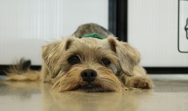 那种狗狗智商高好训练-马犬的忠诚有多可怕 那种狗狗智商高好训练-马犬的忠诚有多可怕