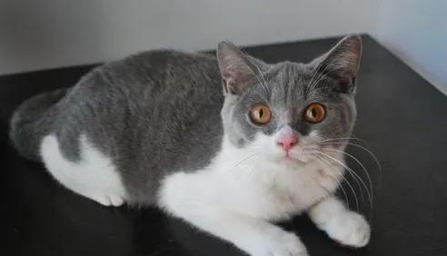 汤姆是什么品种的猫-tom猫是什么猫