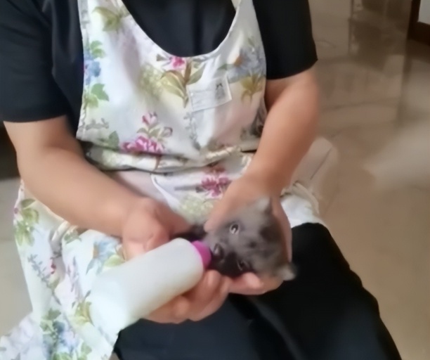 女子捡了只小狗养大后竟是貉-捡了只小狗怎么养大