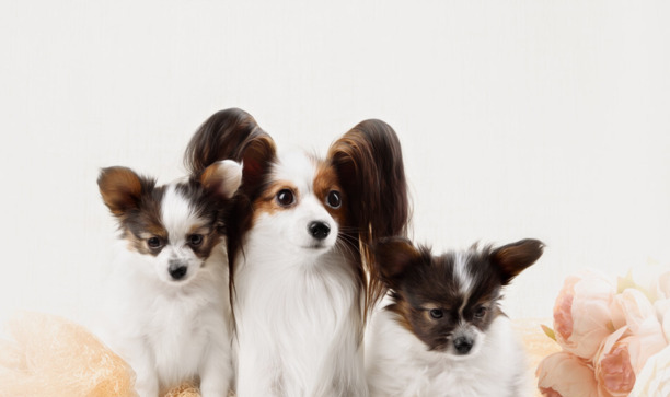 要不要养蝴蝶犬，看完这几点再决定