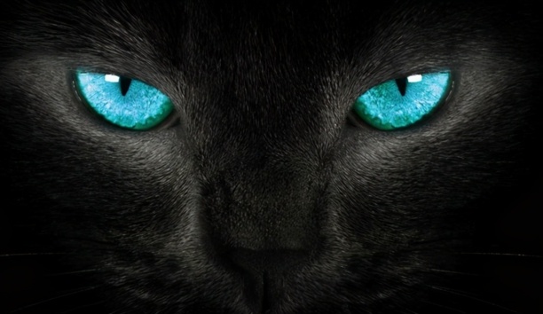 纯黑的猫一般人养不了-黑色的猫是什么品种 纯黑的猫一般人养不了-黑色的猫是什么品种