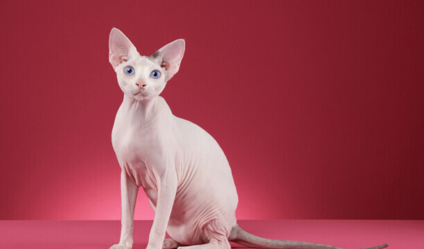 猫咪智商排名前十-猫智商排名是怎样的 猫咪智商排名前十-猫智商排名是怎样的