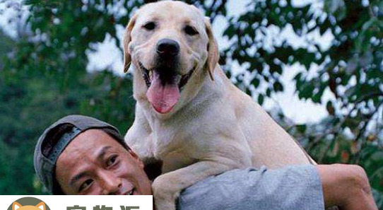 导盲犬小q是什么犬-小q导盲犬什么品相