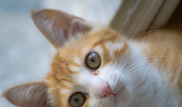 橘猫多少钱一只-买一只普通的猫要多少钱