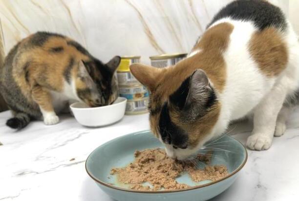 便宜的猫粮会吃死猫吗 便宜的猫粮会吃死猫吗