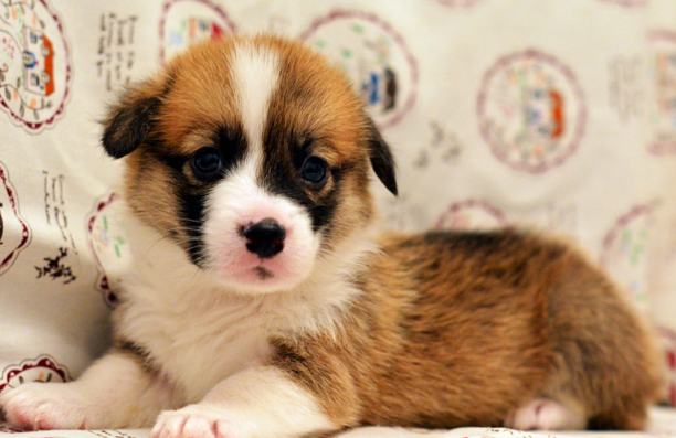 柯基犬为什么要断尾-柯基犬断尾的4个原因 柯基犬为什么要断尾-柯基犬断尾的4个原因