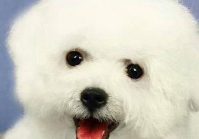 纯种比熊怎么区分-纯种比熊犬辨别方法