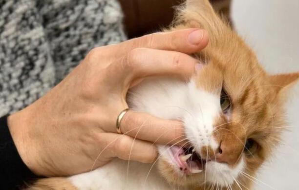 猫咪轻轻咬你代表什么-别人让你咬咬牙坚持一下该如何客套 猫咪轻轻咬你代表什么-别人让你咬咬牙坚持一下该如何客套