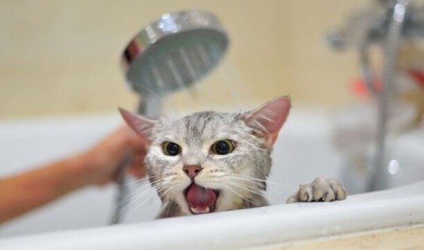 猫咪洗澡多少钱一次-小猫送宠物店洗澡要多少钱