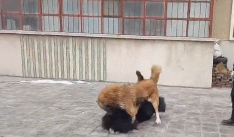 高加索犬与藏獒打架-高加索犬跟藏獒那个厉害