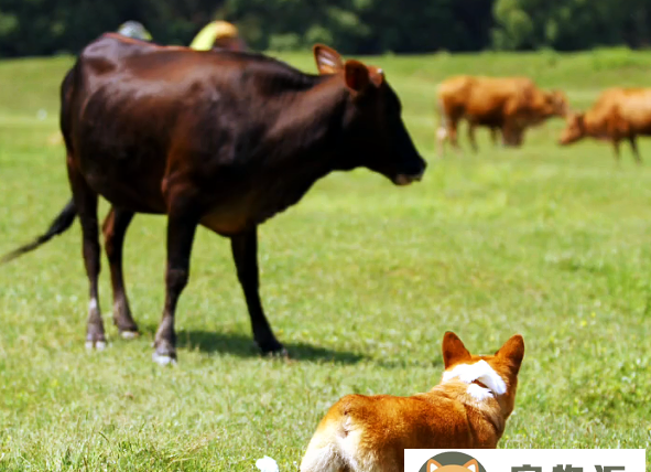 柯基犬为什么要断尾-柯基犬断尾的4个原因 柯基犬为什么要断尾-柯基犬断尾的4个原因