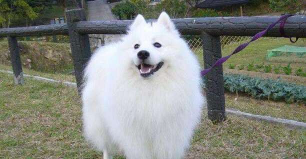 爱斯基摩犬价格多少钱一只-爱斯基摩犬有几种颜色