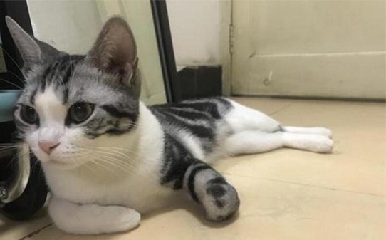 甲流会传染给猫吗